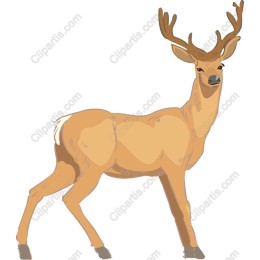 Majestic Deer