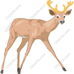 Majestic Deer