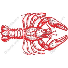 Vibrant Red Lobster