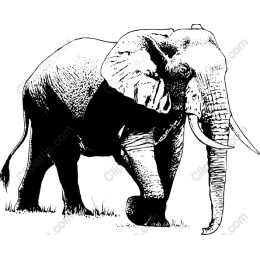 Majestic Elephant
