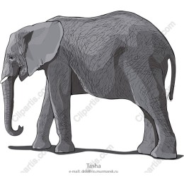 Majestic Elephant