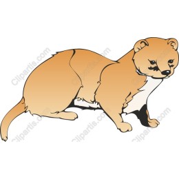 Charming Marten