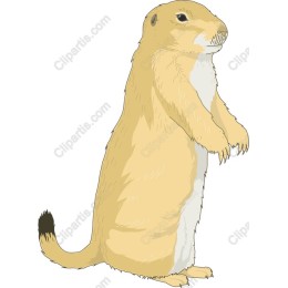 Prairie Dog