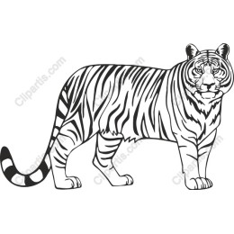 Majestic Tiger