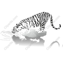 Majestic White Tiger Drinking