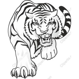 White Tiger