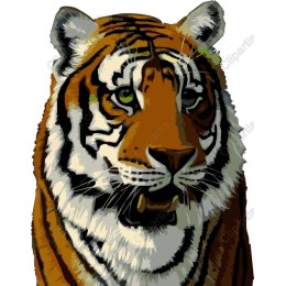 Majestic Tiger