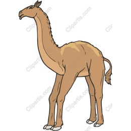 Camels