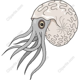 Nautilus