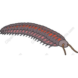 Milipede