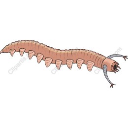 Cartoon Caterpillar