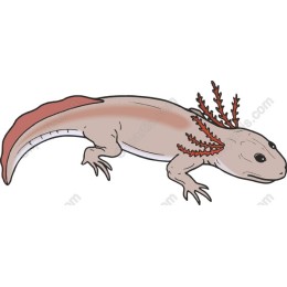 Charming Axolotl