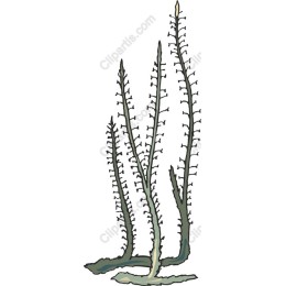 Elegant Seaweed
