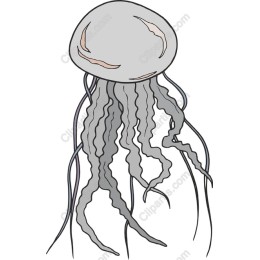 Elegant Jellyfish