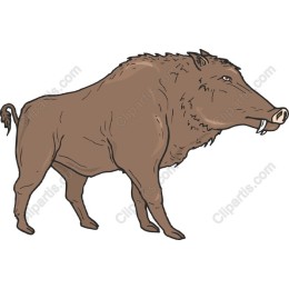 Wild Boar