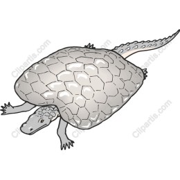 Creative Turtle