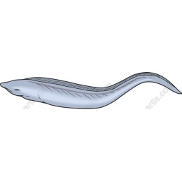 Elegant Eel