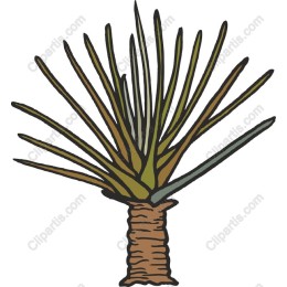 Succulent Plant