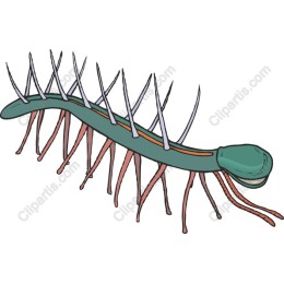 Spiky Caterpillar