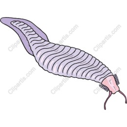 Leech