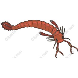 Red Shrimp