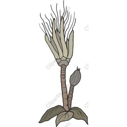 Botanical Elegance