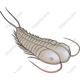 Prehistoric Arthropod