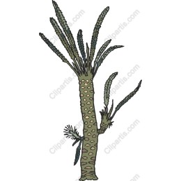 Desert Flora