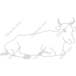 Serene Resting Cow