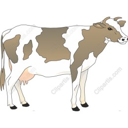 Dairy Cow