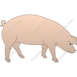Charming Pig