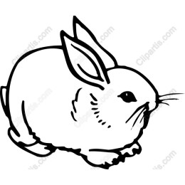 Charming Rabbit