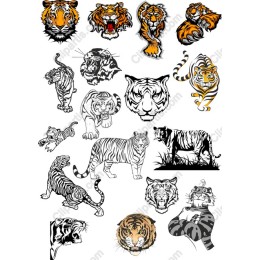 Majestic Tiger Collection