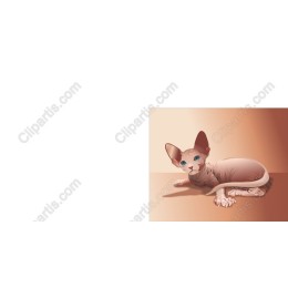 Unique Sphynx Cat