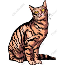 Bengal Cat