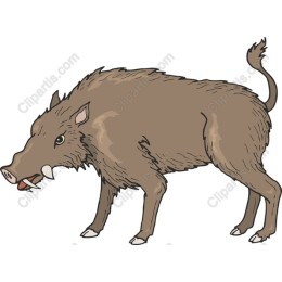 Wild Boar