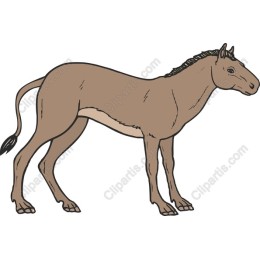 Elegant Horse