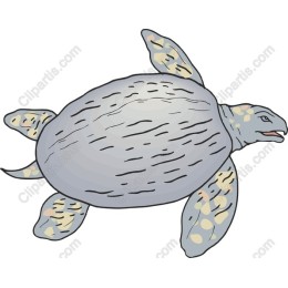 Elegant Sea Turtle