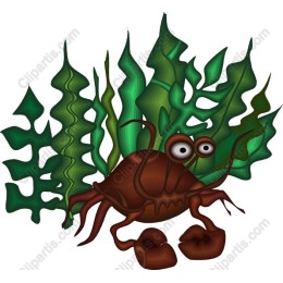 Playful Crab & Seaweed