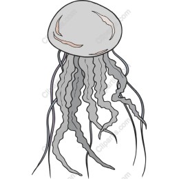 Elegant Jellyfish