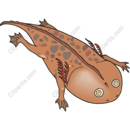 Charming Salamander