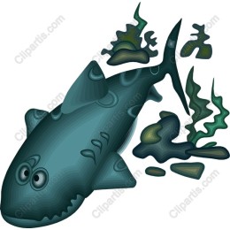Playful Shark