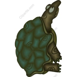 Charming Turtle
