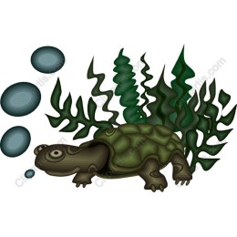 Aquatic Turtle