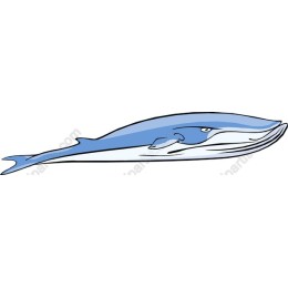 Blue Whale
