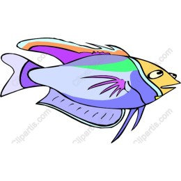 Colorful Marine Fish