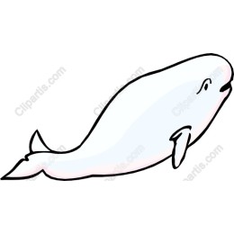 Beluga Whale