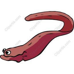Playful Eel