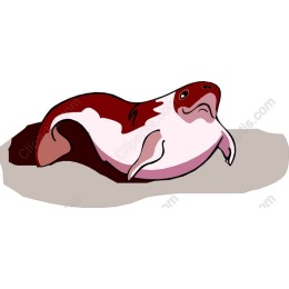 Playful Aquatic Fish