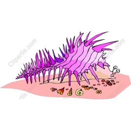 Pink Sea Shell
